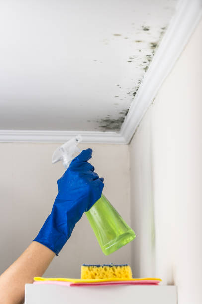 Best Commercial Mold Remediation in Morenci, MI